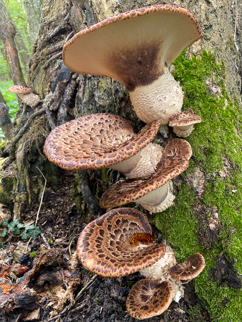Photo by Sarah Ebdon Cerioporus squamosus by Sarah Ebdon
